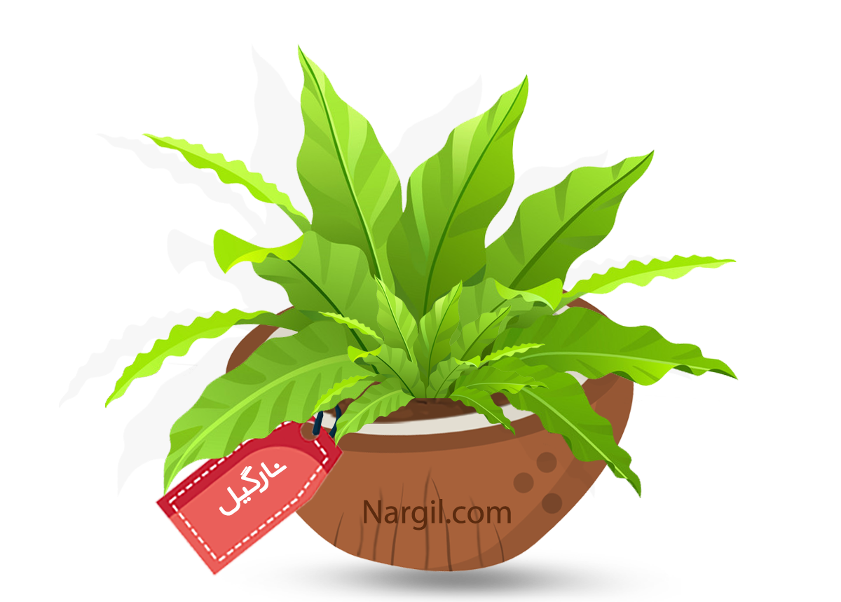  Nargil - Bird's Nest Fern